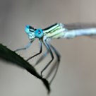 Blue-eyed dragonfly